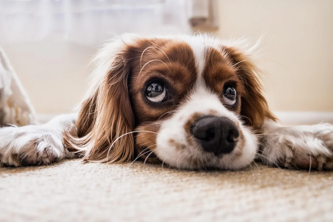 Cachorro em passeio ao ar livre com aparência tranquila