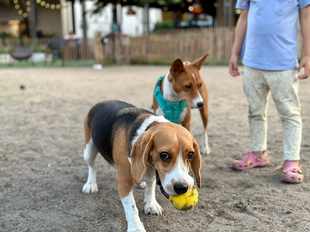 Beagle ao ar livre carregando uma bola na boca em um parque para cachorros