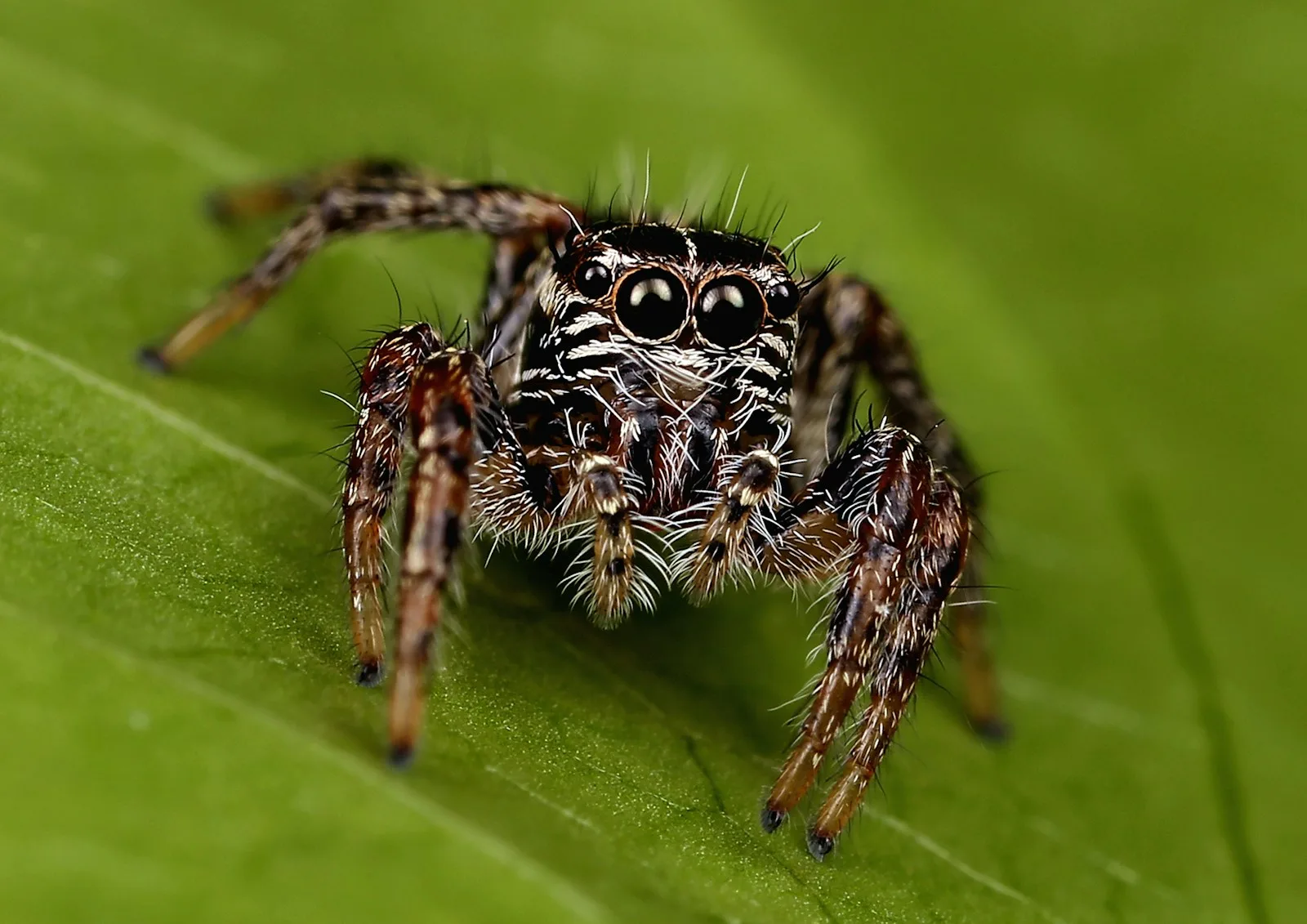 Aranha-saltadora em close-up