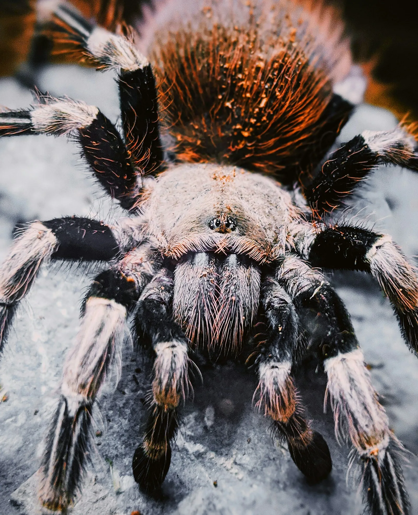 Tarântula em um terrário