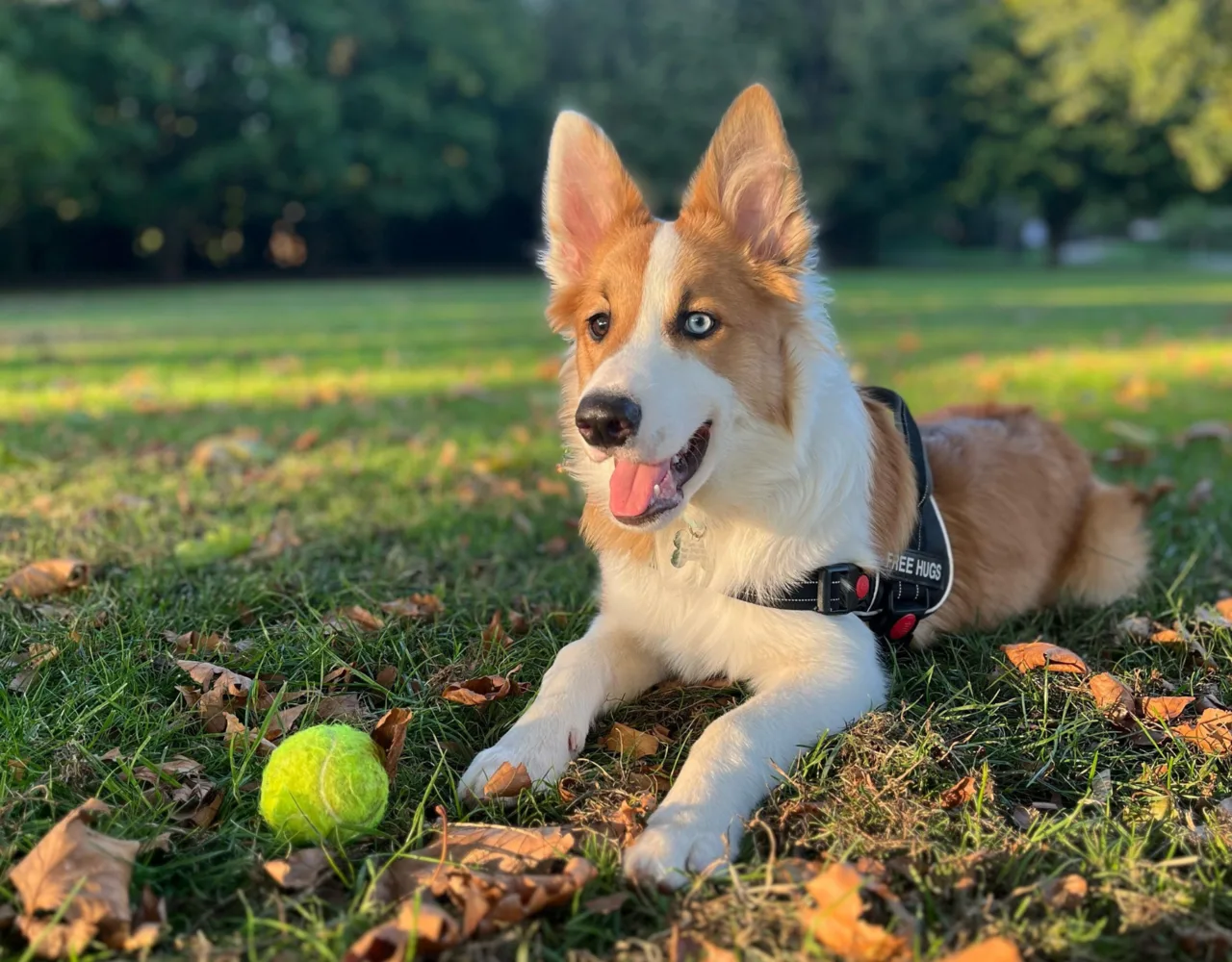 Border Collie em área externa com uma bola de tênis