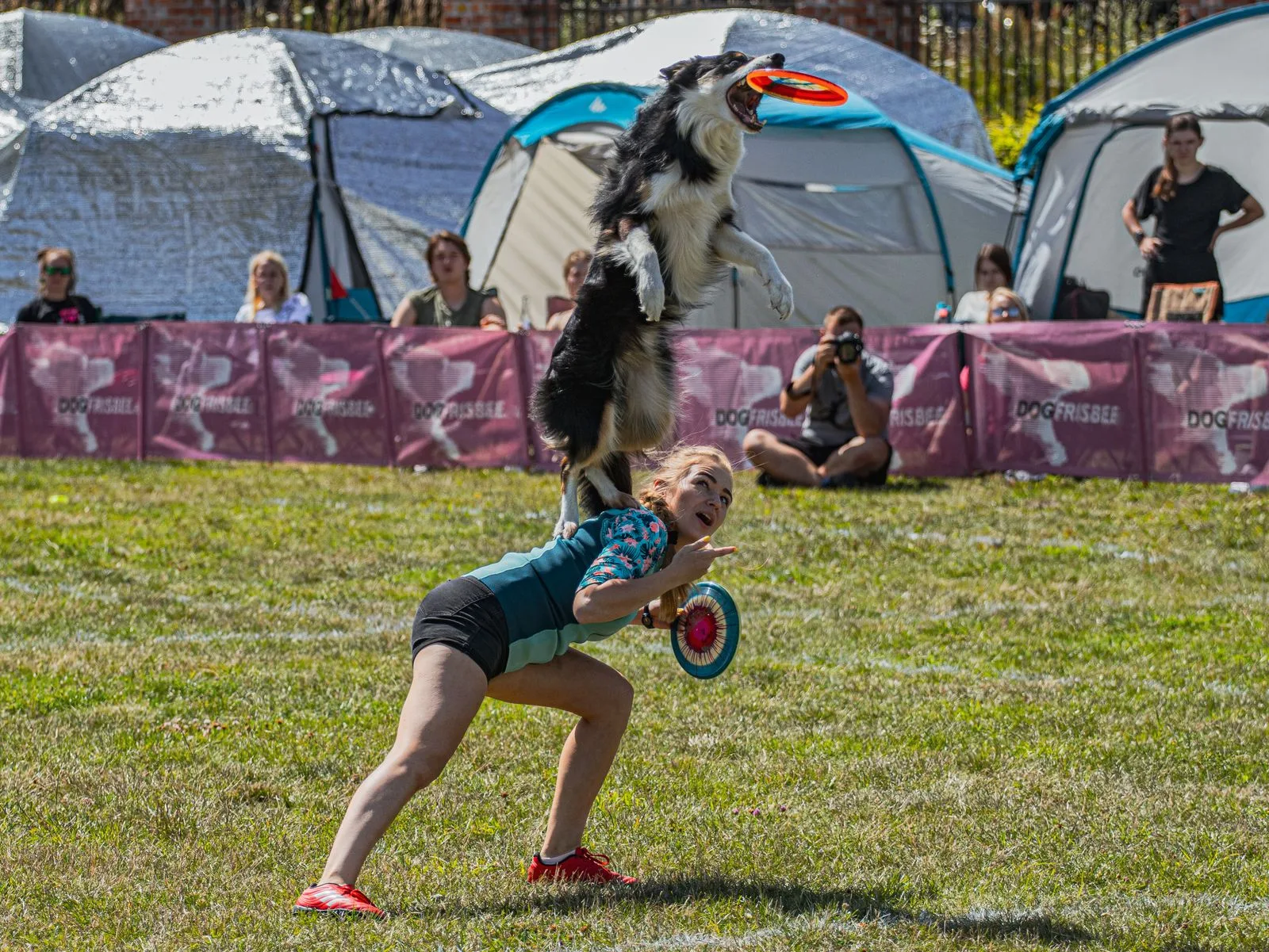 Border Collie pulando para pegar frisbee durante treino