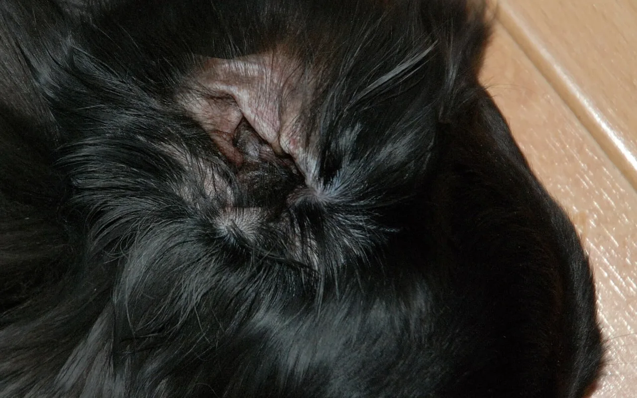 Close-up da orelha de um cachorro preto com sujeira acumulada na entrada do canal