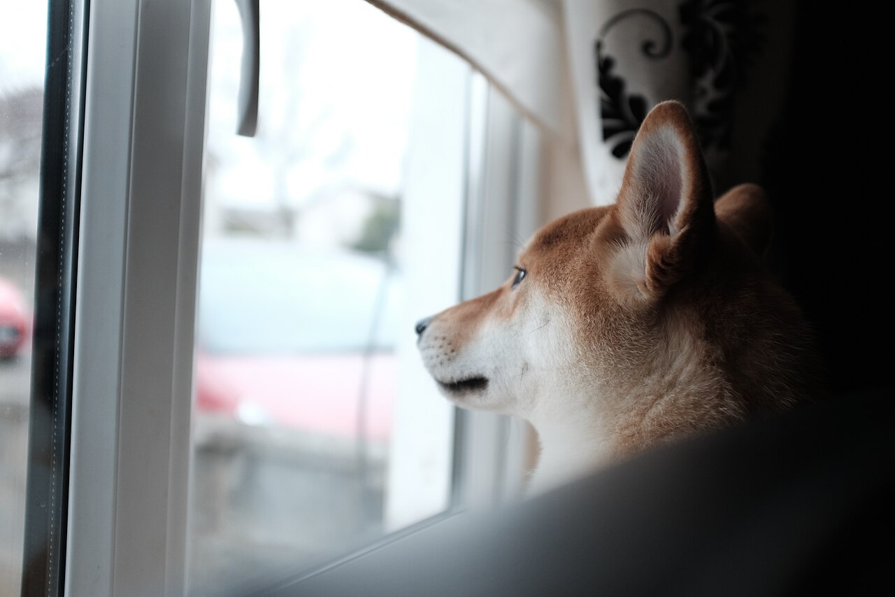 Cachorro limpo e seco em área interna