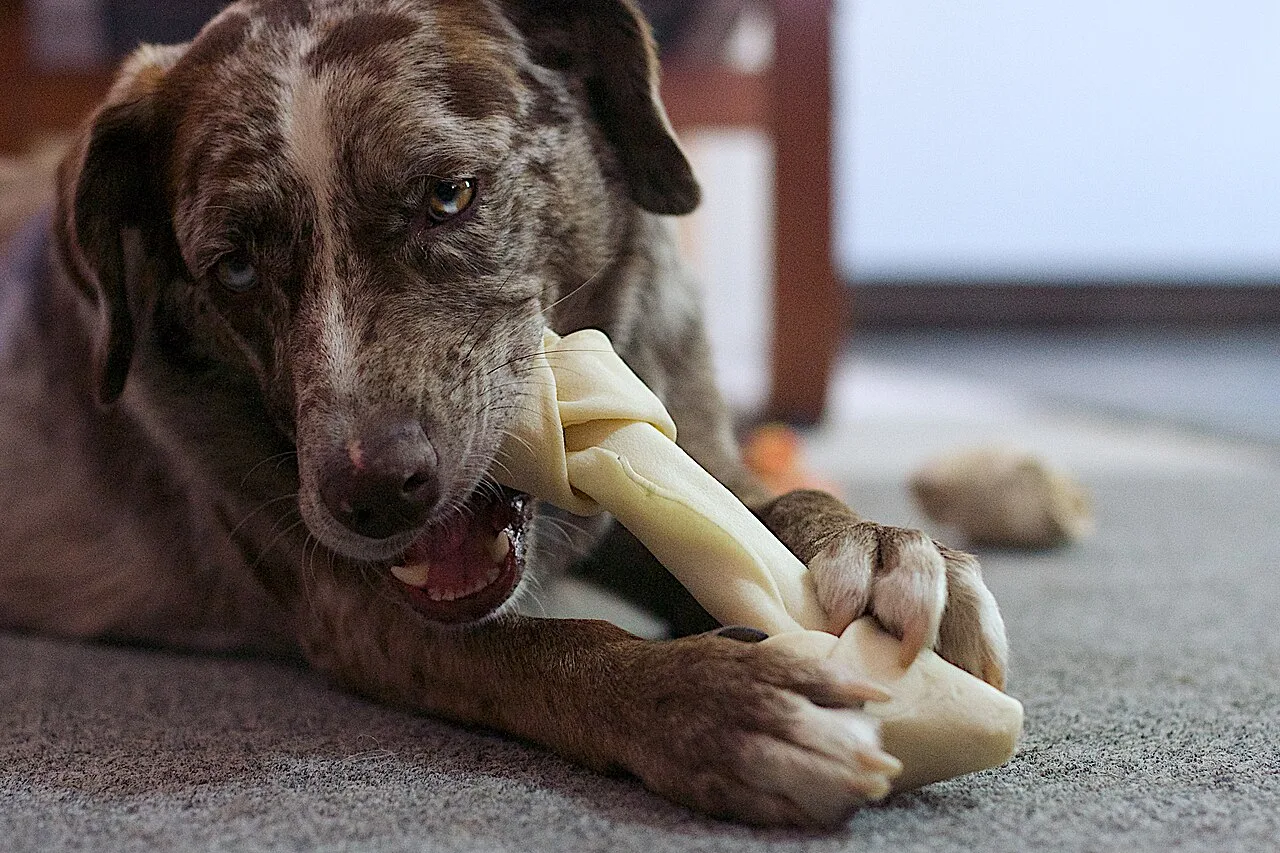 Cachorro descansando ao lado de um brinquedo de roer