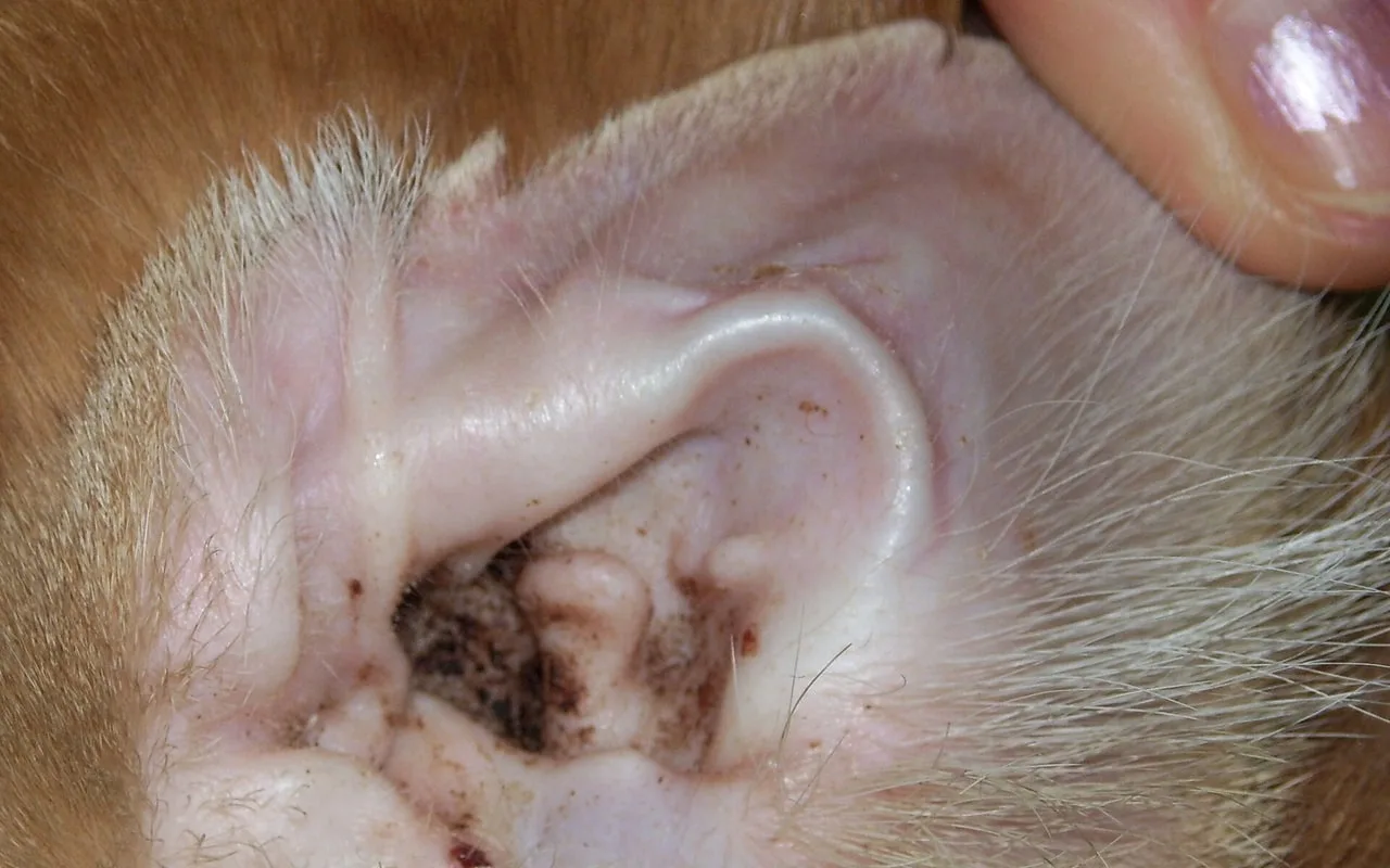 Close-up da orelha de um gato com secreção escura acumulada no canal