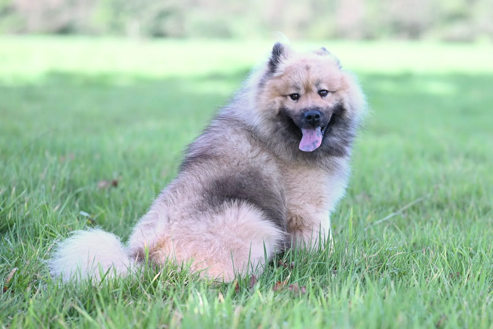 Chow Chow adulto em área externa ensolarada