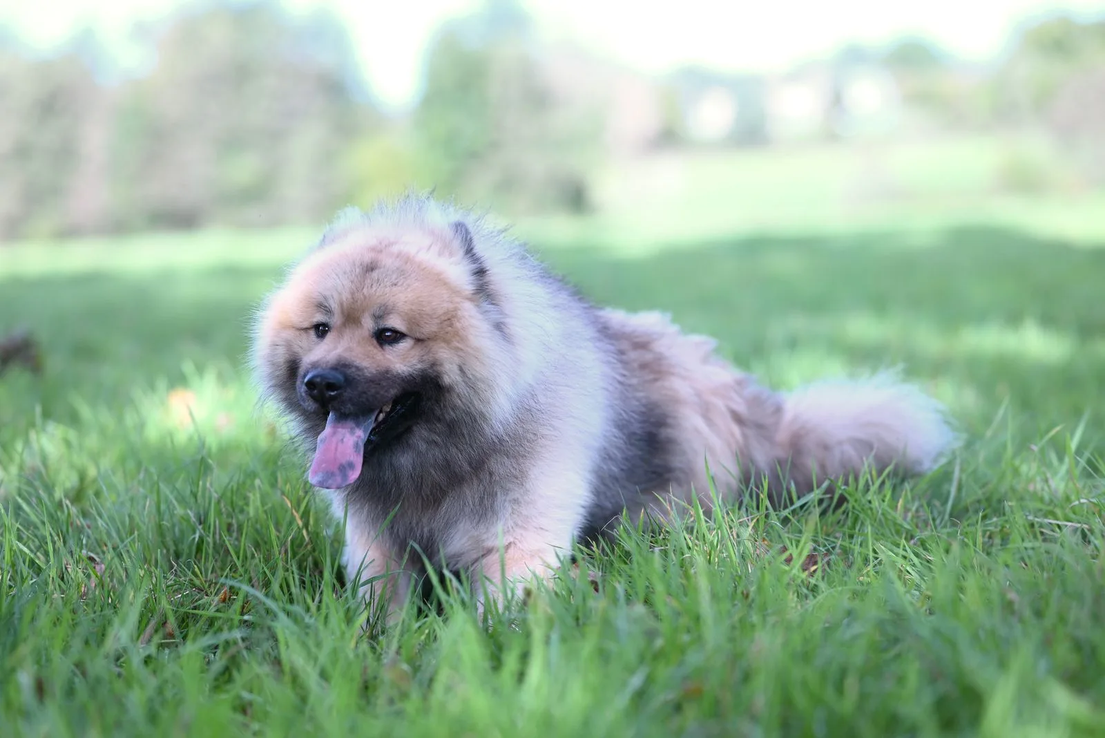 Filhote de Chow Chow relaxando em área verde