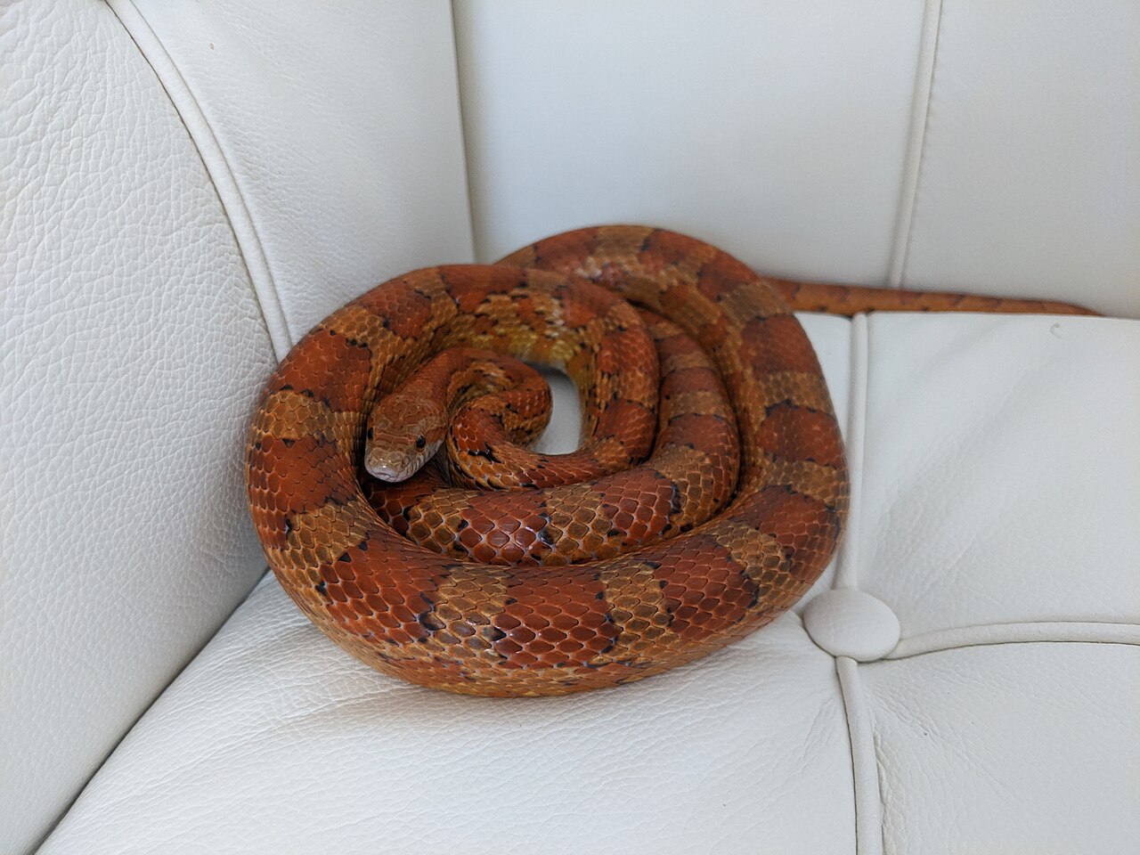 Cobra de estimação em terrário preparado com substrato e esconderijo