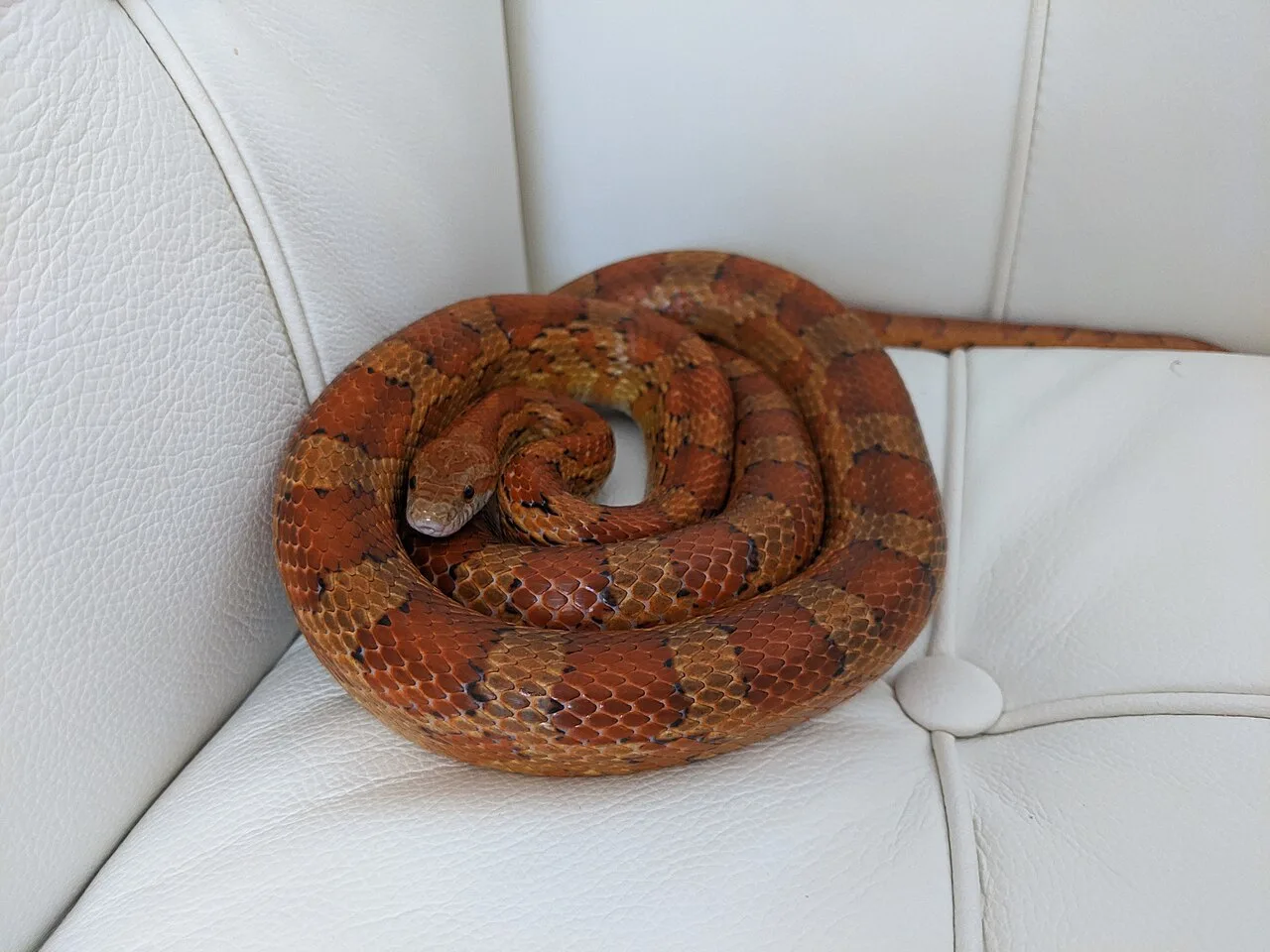Cobra de estimação em terrário preparado com substrato e esconderijo