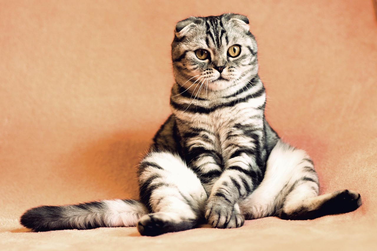 Gato tranquilo em casa durante rotina de cuidados