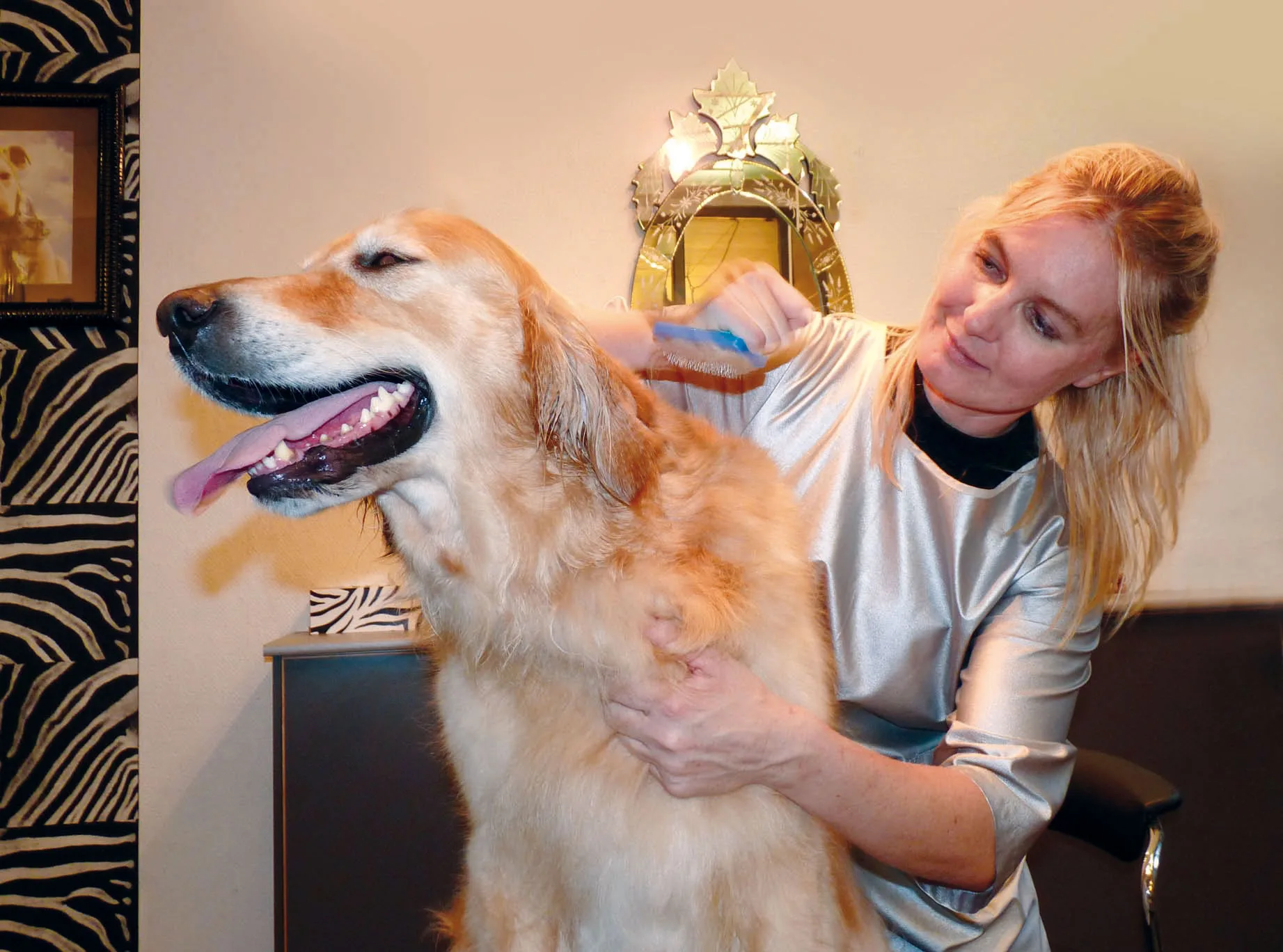 Profissional fazendo carinho em um cachorro Golden Retriever durante atendimento de higiene