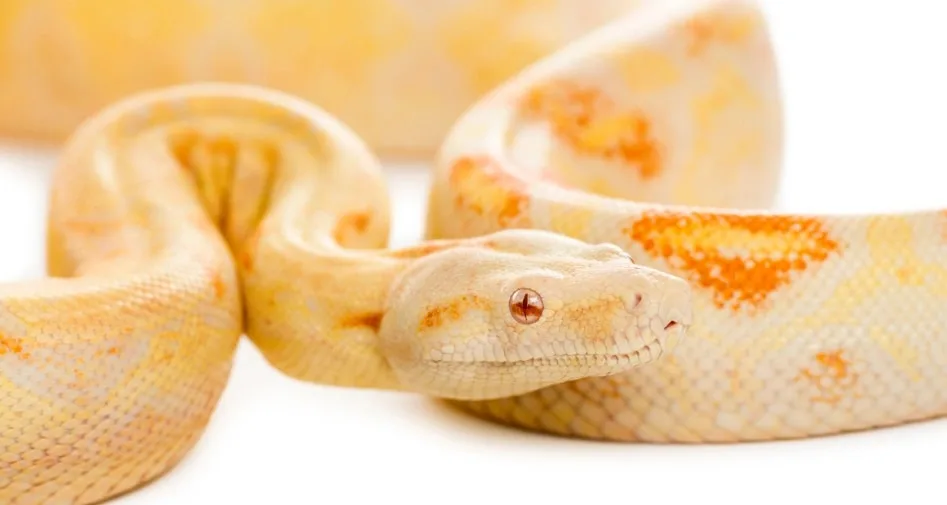 Cobra píton-real com padrão amarelo e laranja sobre fundo branco