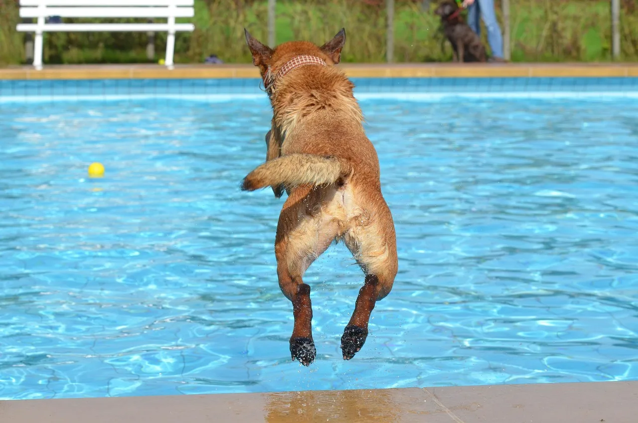 Cachorro pulando na piscina em um dia de sol