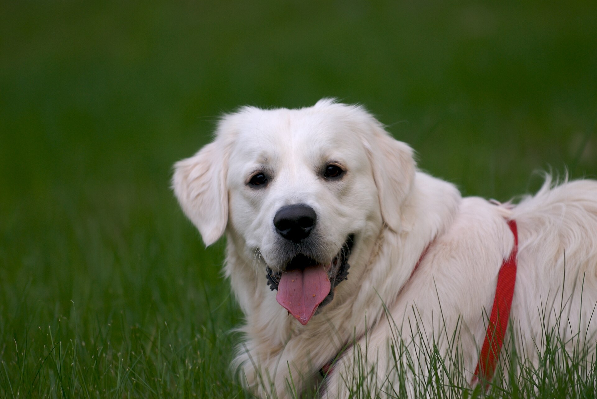 Cachorro Golden Retriever de pelo claro olhando para a câmera em um gramado verde