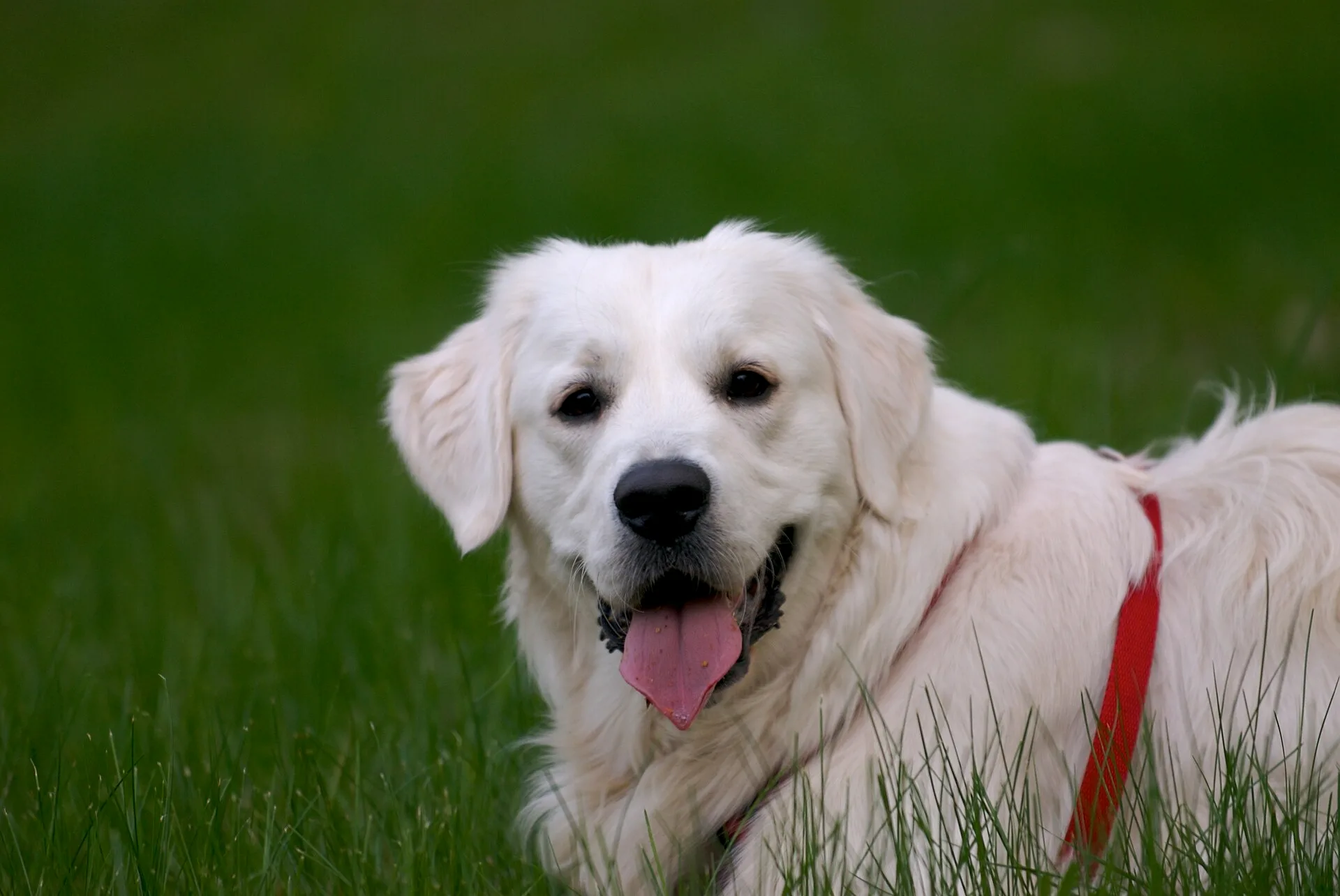 Cachorro Golden Retriever de pelo claro olhando para a câmera em um gramado verde
