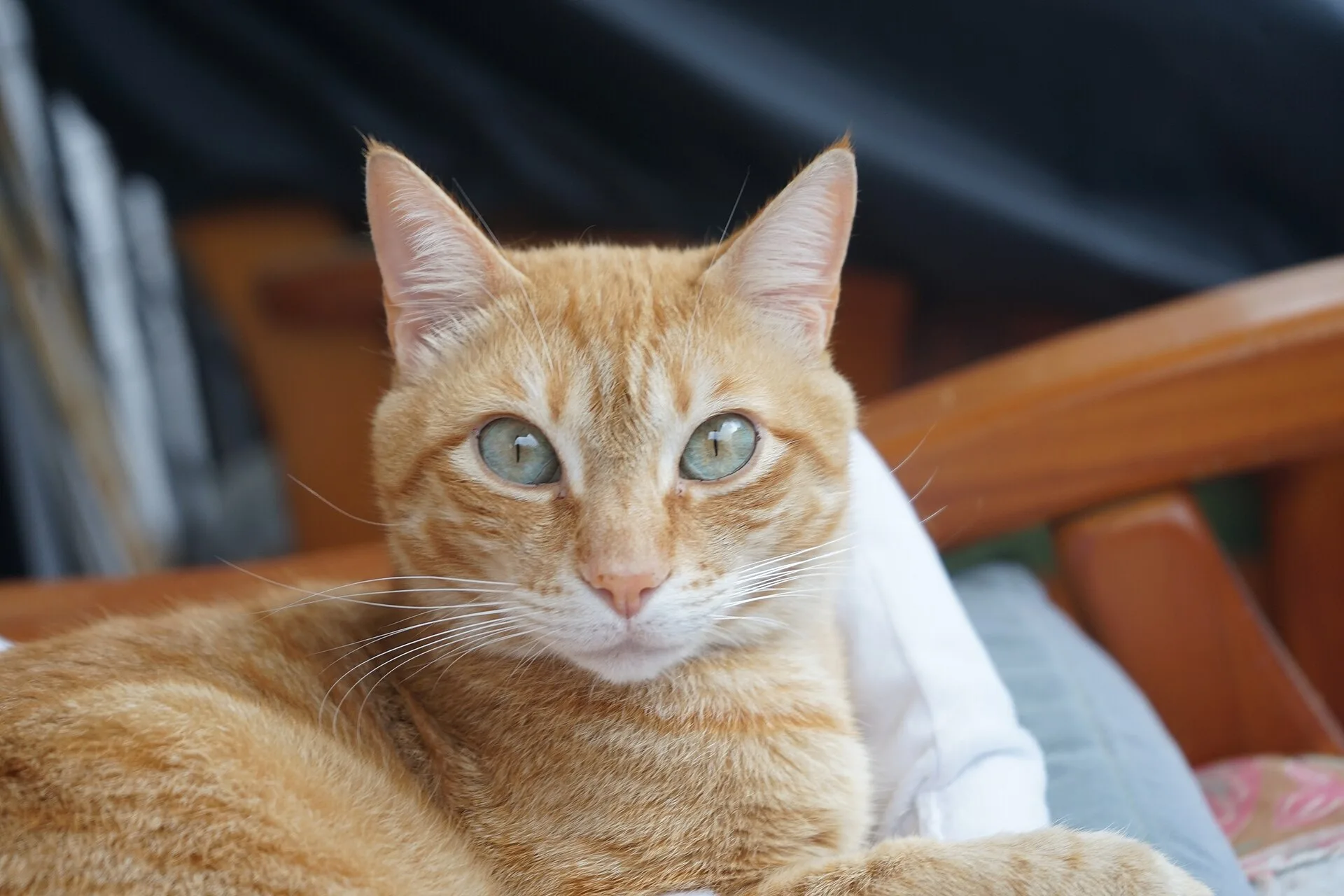 Gato laranja deitado em um sofá de madeira olhando para a câmera