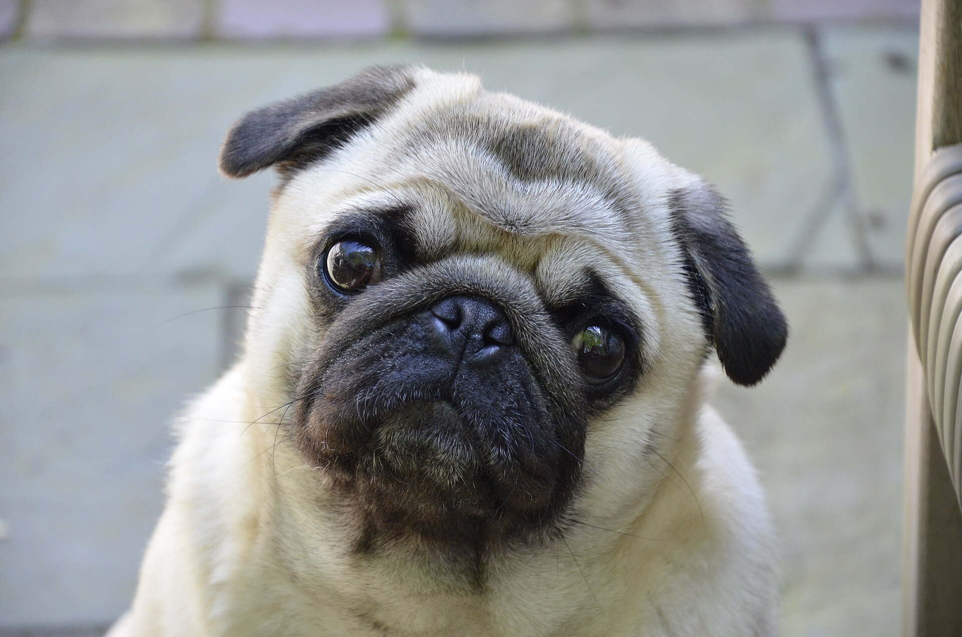 Close-up do rosto de um Pug mostrando as dobras faciais
