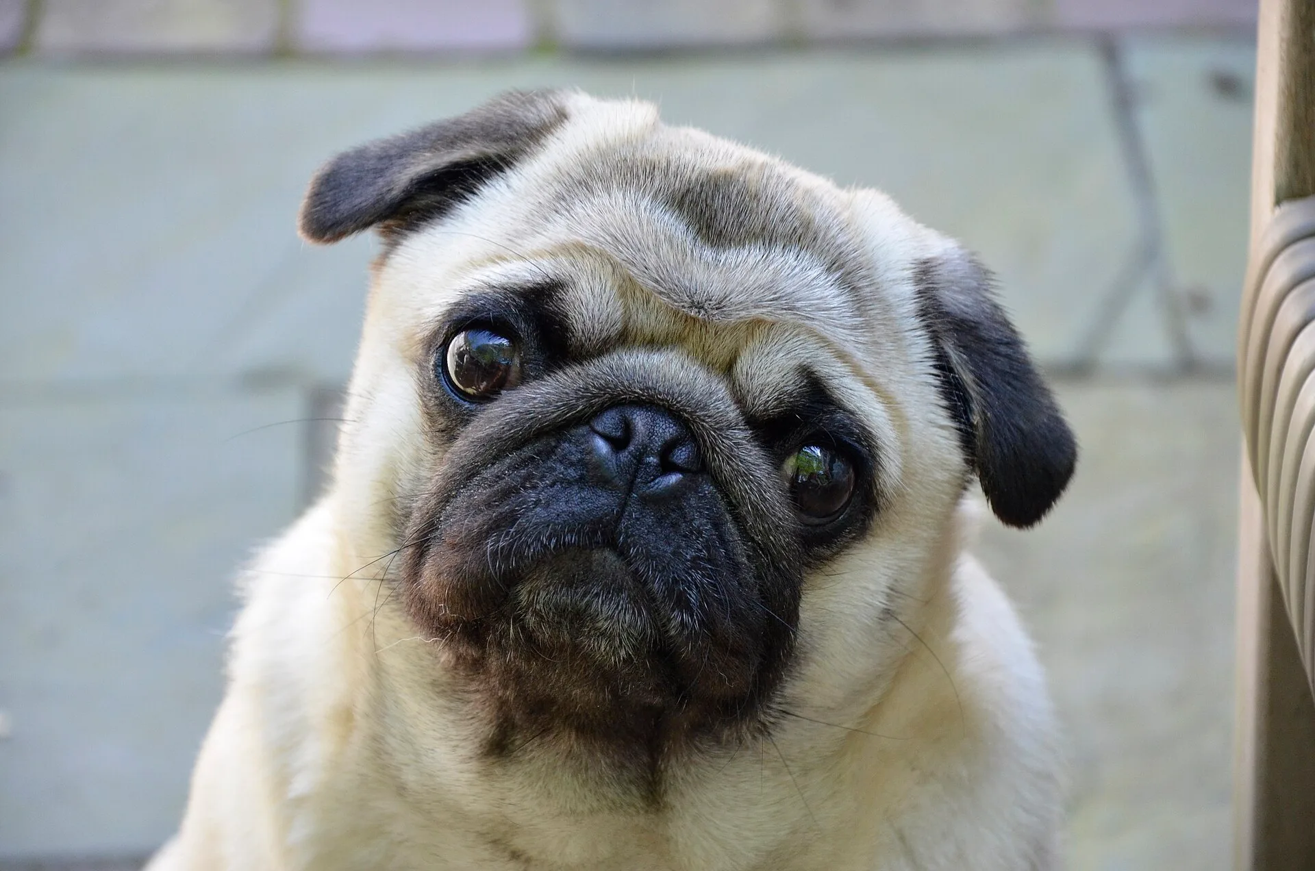 Close-up do rosto de um Pug mostrando as dobras faciais