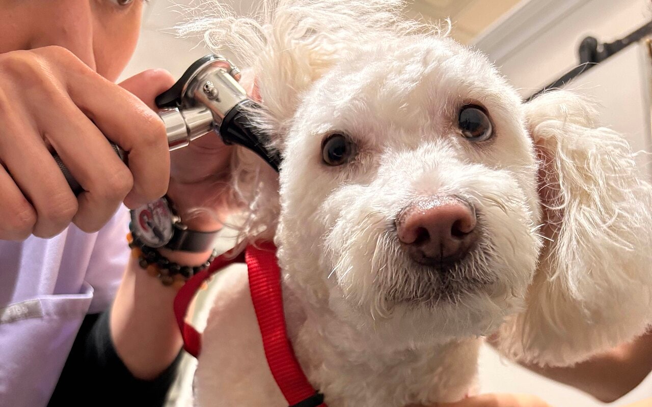 Veterinária examinando a orelha de um cachorro branco com otoscópio