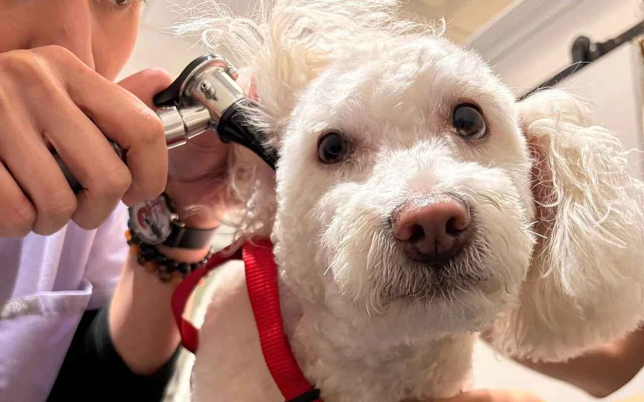 Veterinária examinando a orelha de um cachorro branco com otoscópio