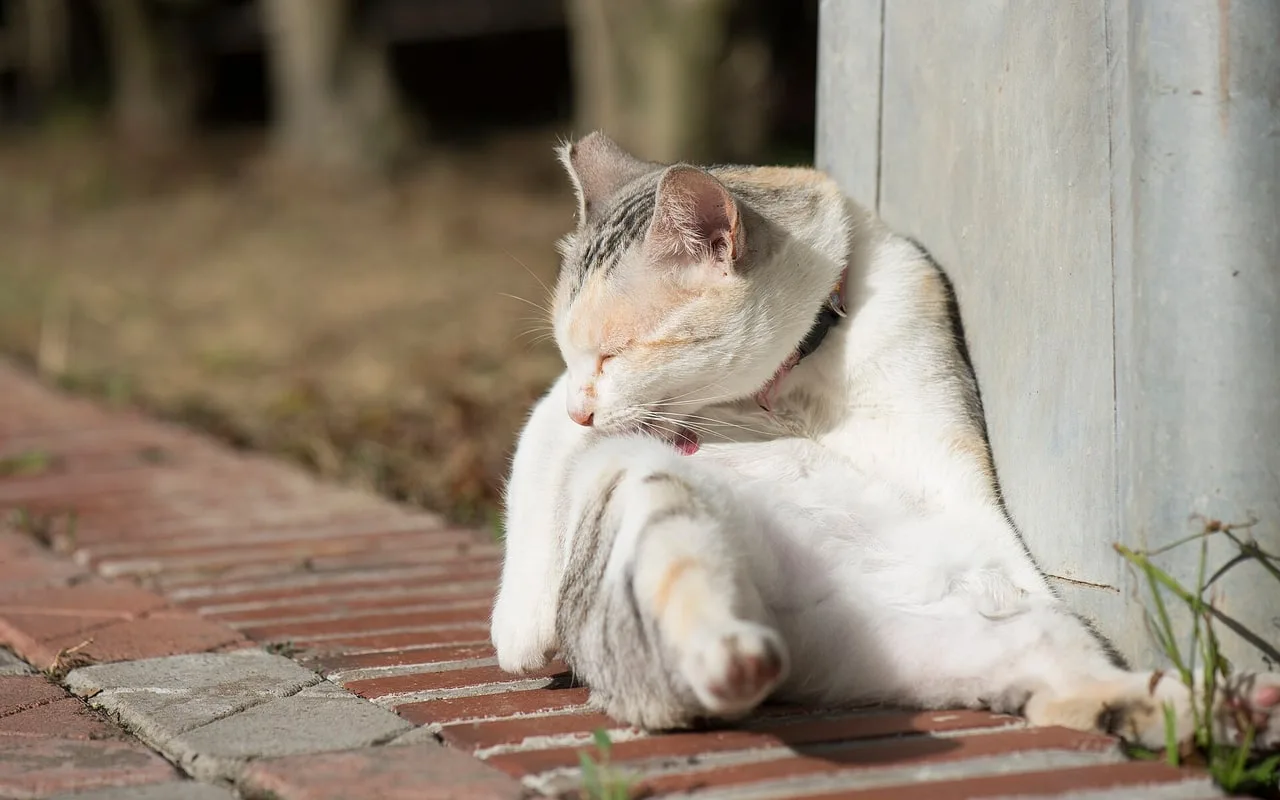 Gato deitado ao sol levando a pata à região da orelha durante a higiene