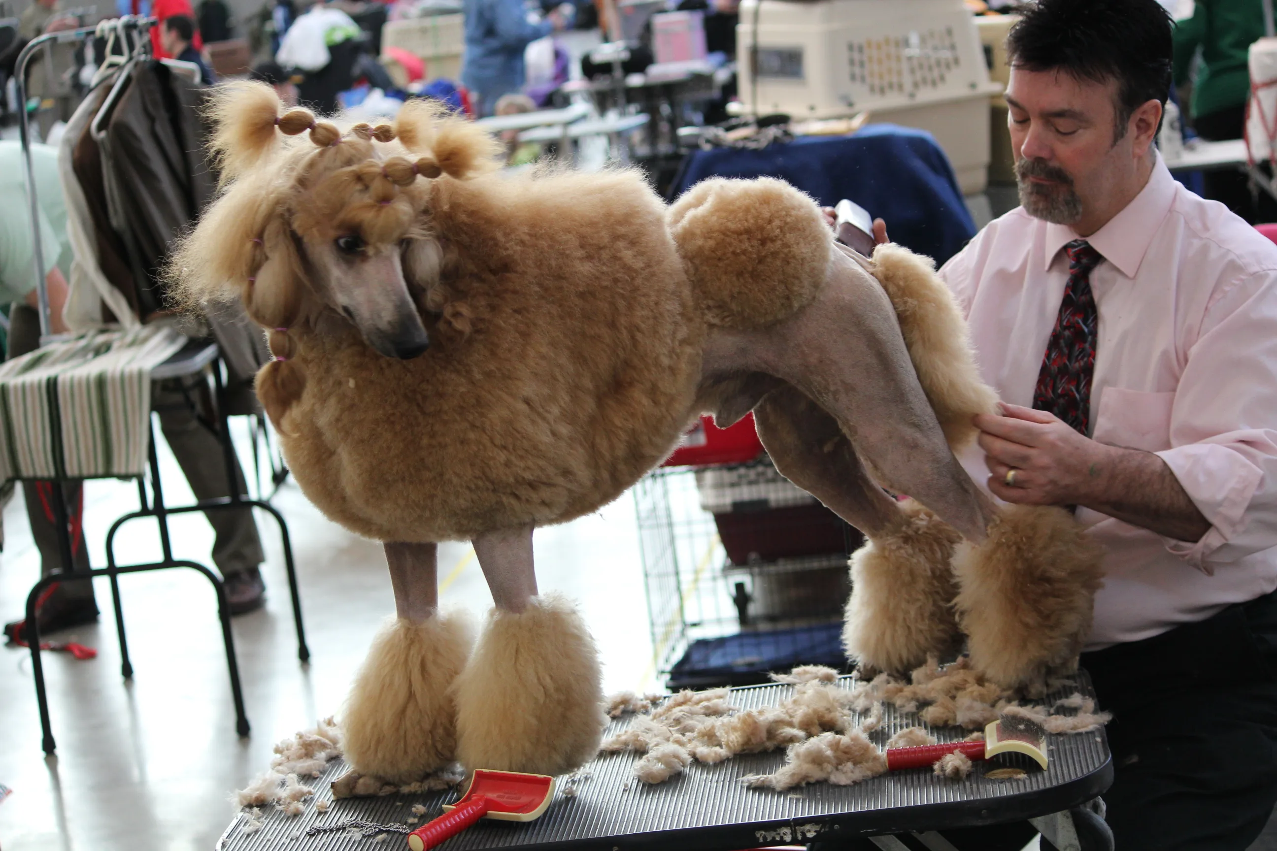 Cachorro Poodle sobre uma mesa de tosa sendo preparado por um profissional