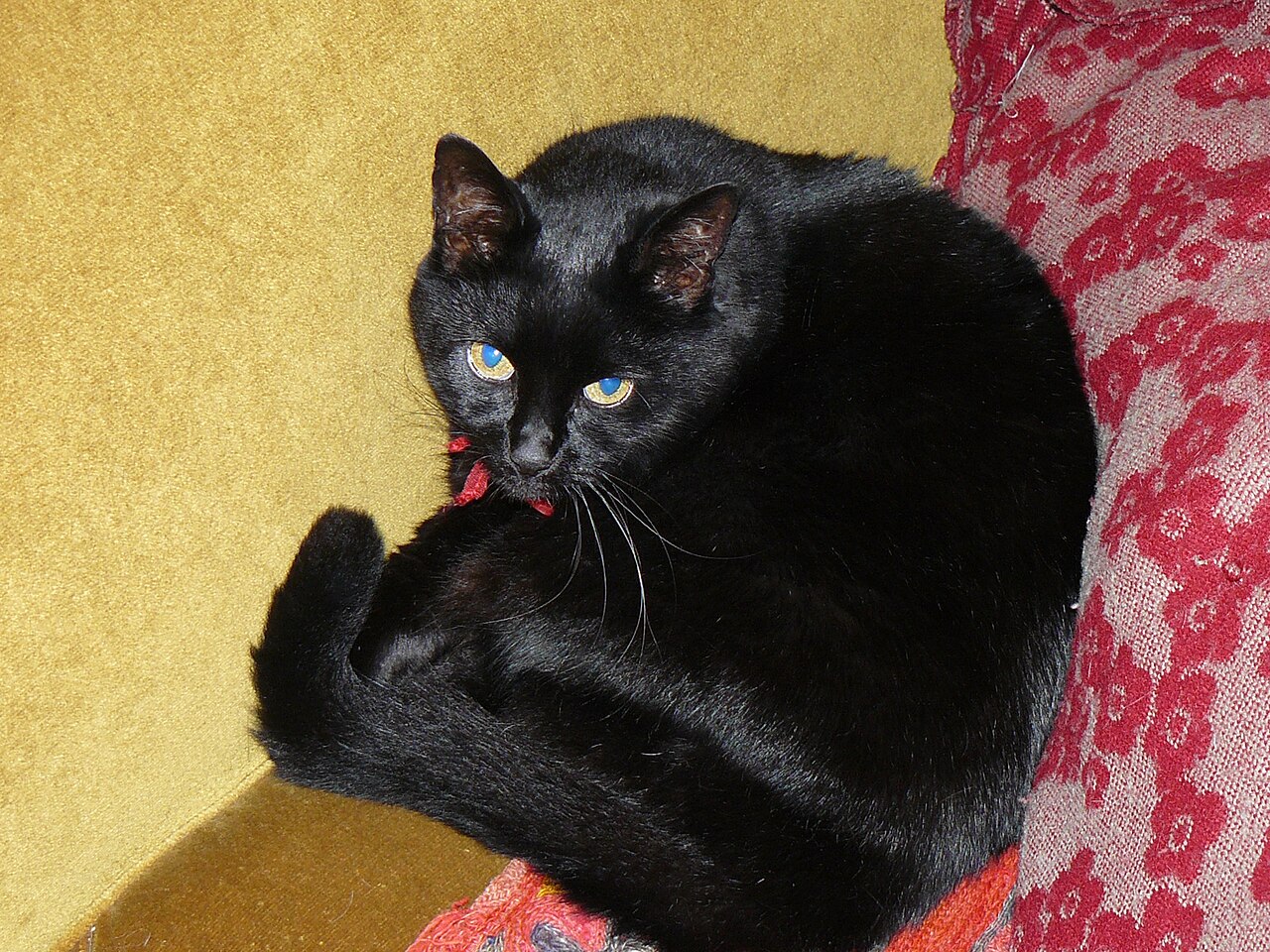 Gato em ambiente interno com postura calma
