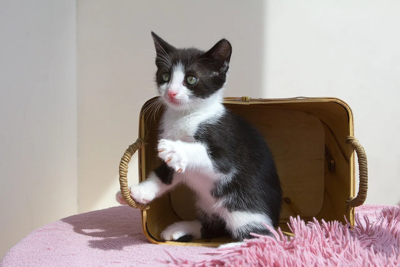Gato filhote descansando em casa com cuidado e atenção do tutor