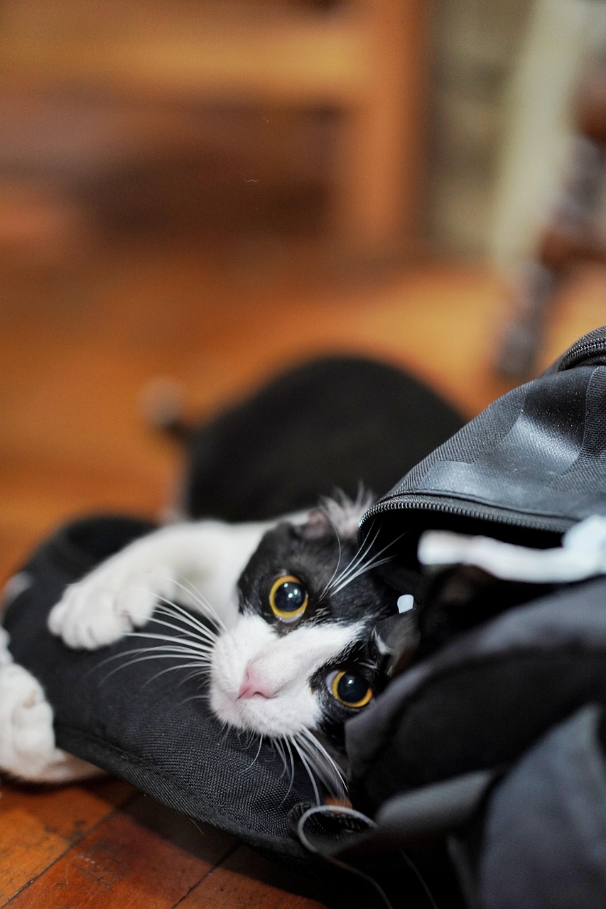 Gato dentro de uma bolsa em casa