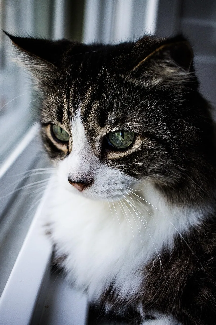 Gato atento perto da janela em casa