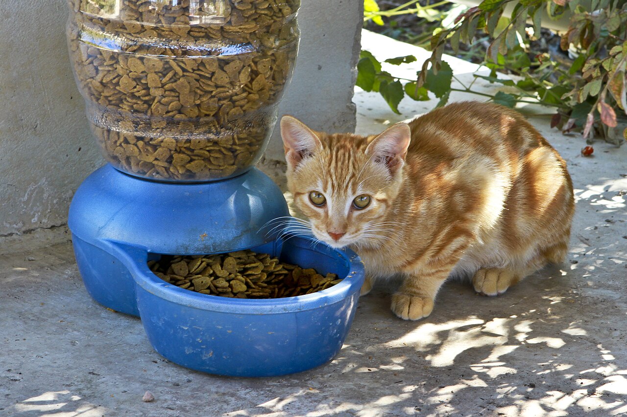 Gato observando um pote de comida em ambiente interno