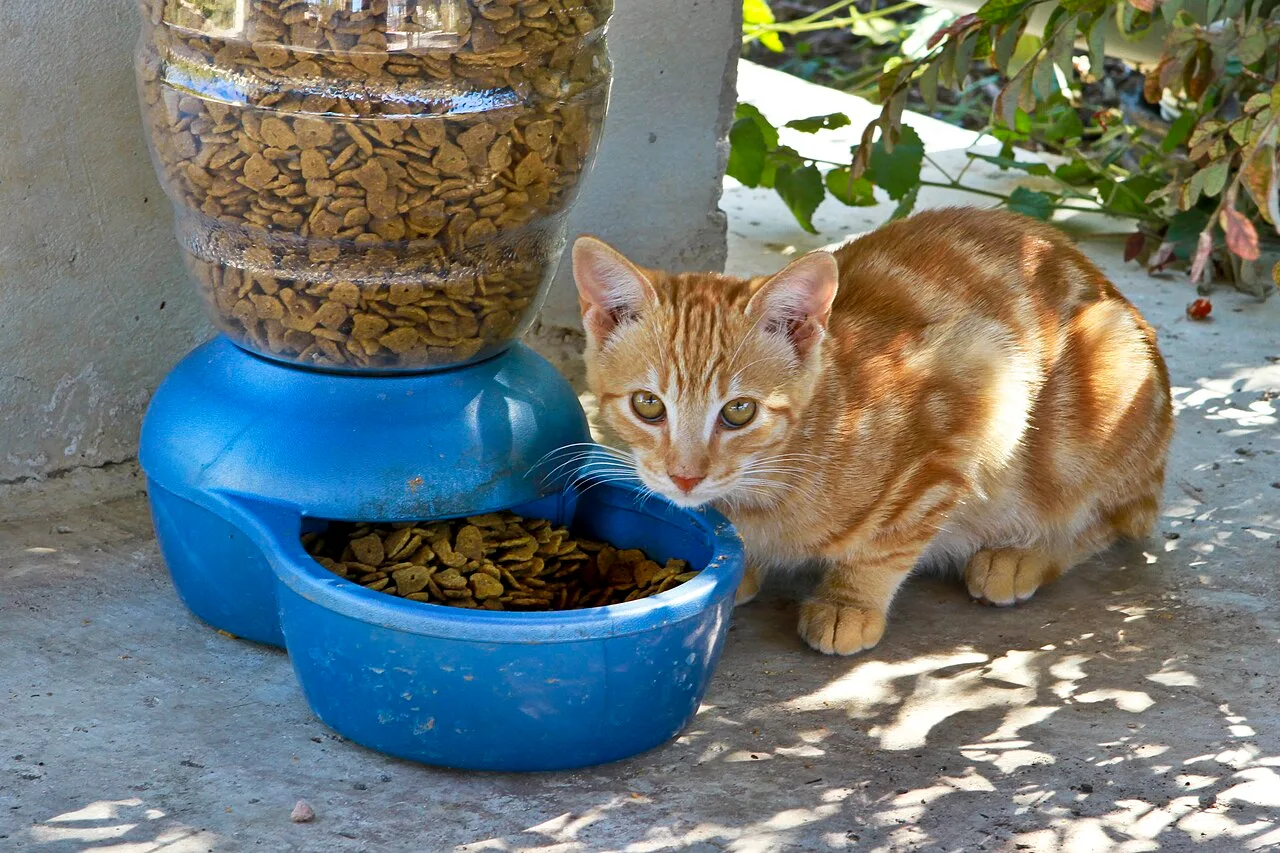 Gato observando um pote de comida em ambiente interno