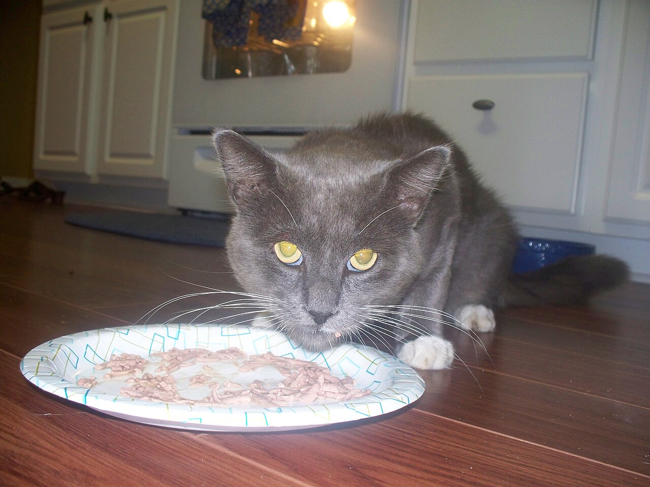 Gato comendo alimento úmido em um pote