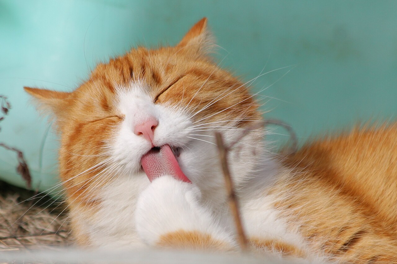 Gato se limpando em ambiente interno durante o verão