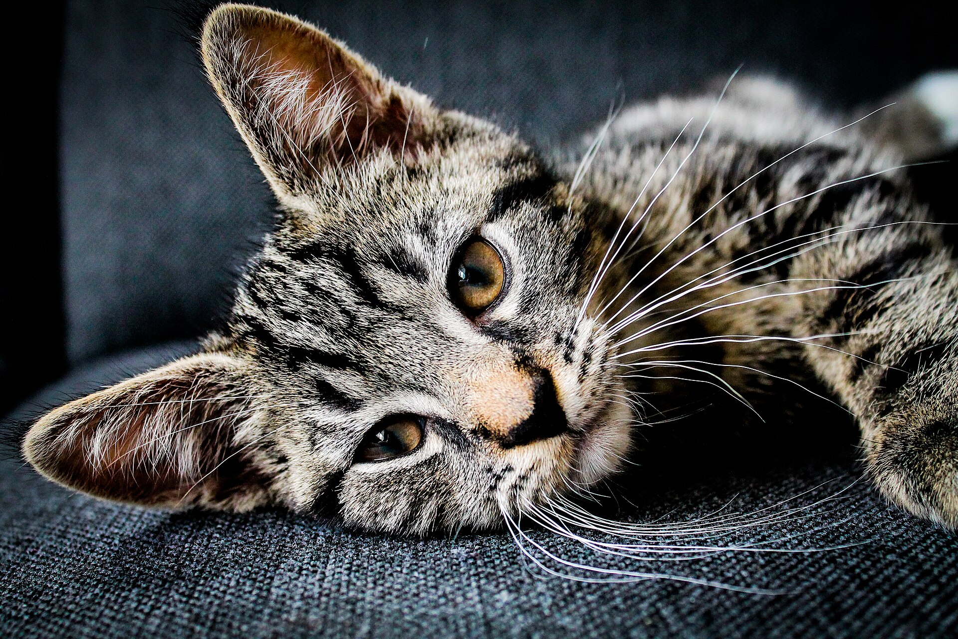 Gato vira-lata descansando em casa com aparência tranquila