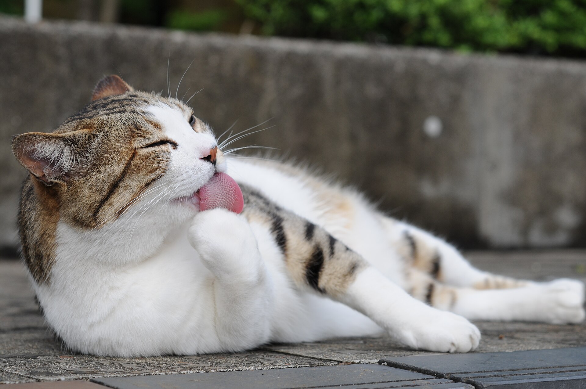 Gato laranja e branco se lambendo enquanto se limpa