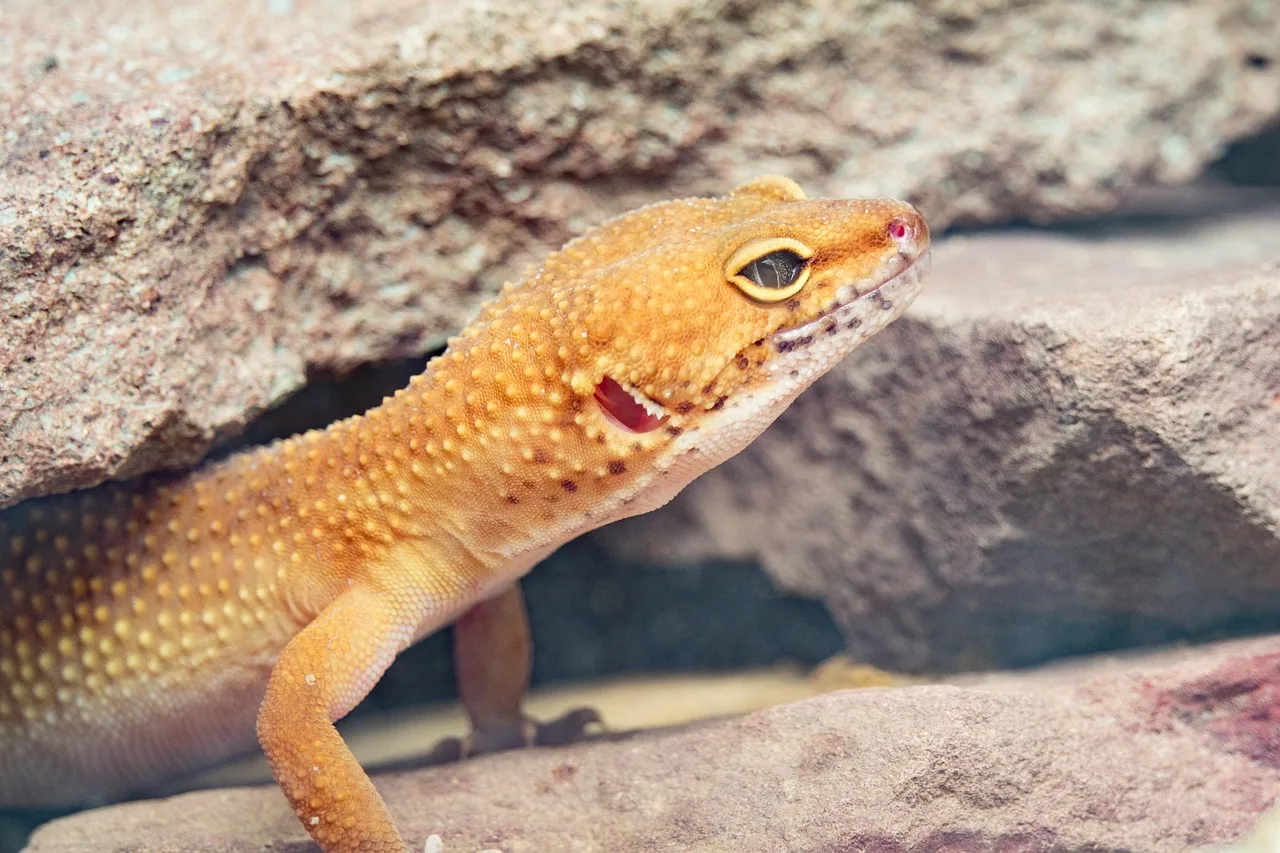 Gecko-Leopardo entre rochas no terrário