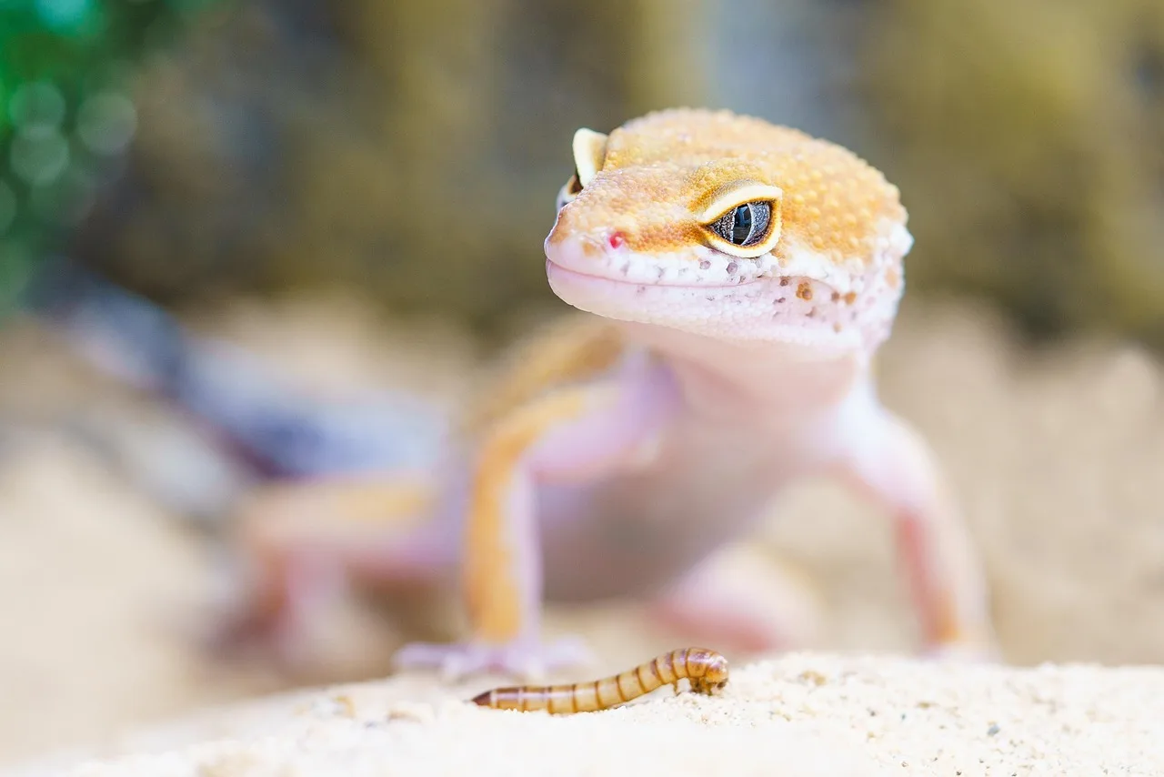 Gecko-Leopardo em terrário com substrato e alimento