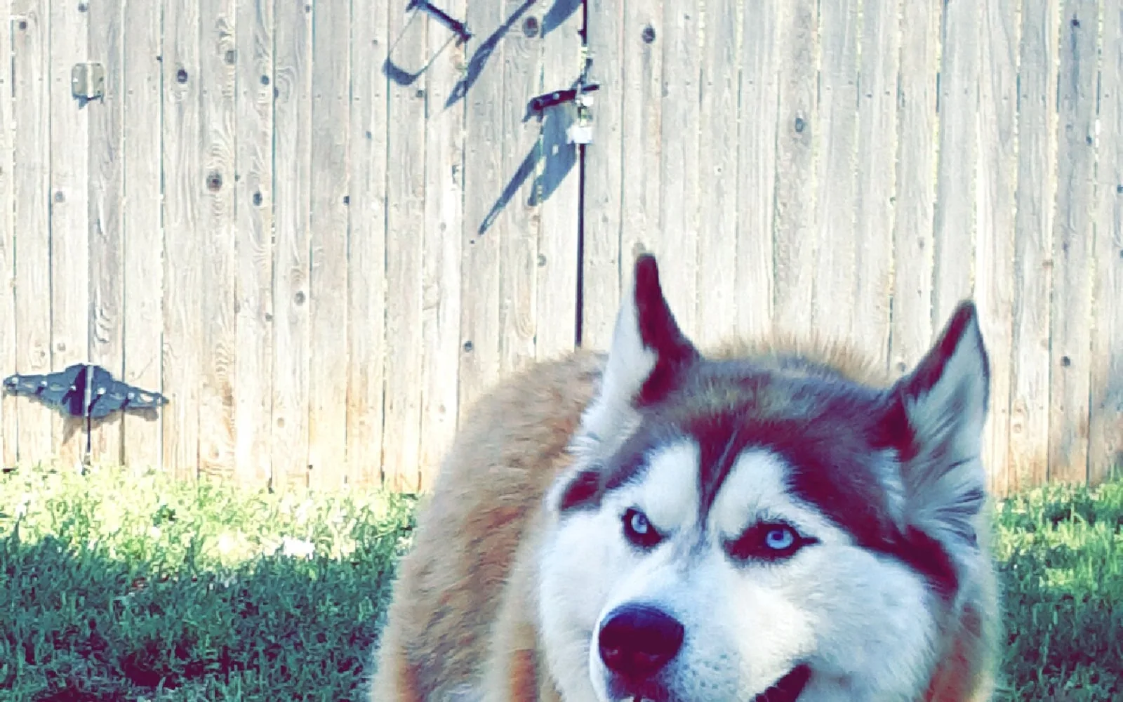 Husky Siberiano no quintal de casa olhando para a câmera