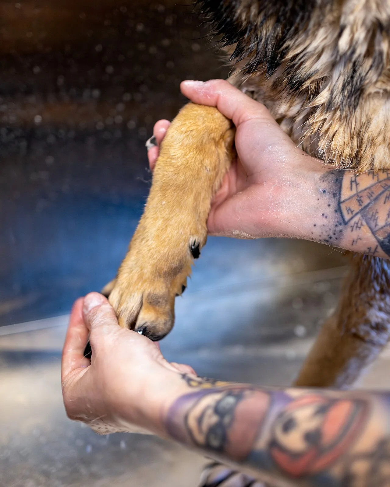 Limpeza das patas de um cachorro