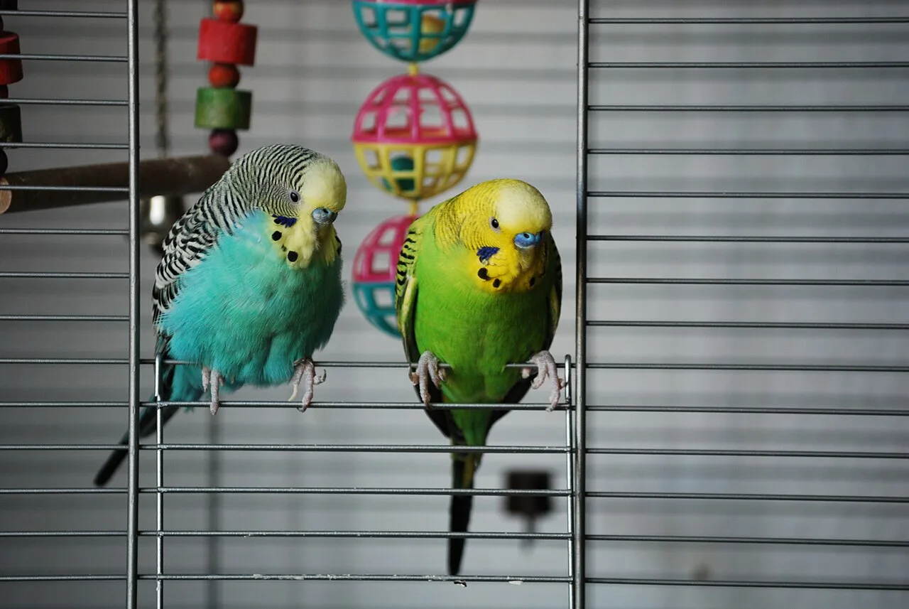 Passaros pequenos em poleiro dentro de ambiente domestico tranquilo