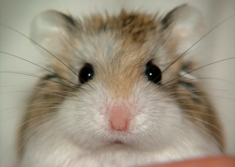 Hamster pequeno em ambiente seguro com fundo claro