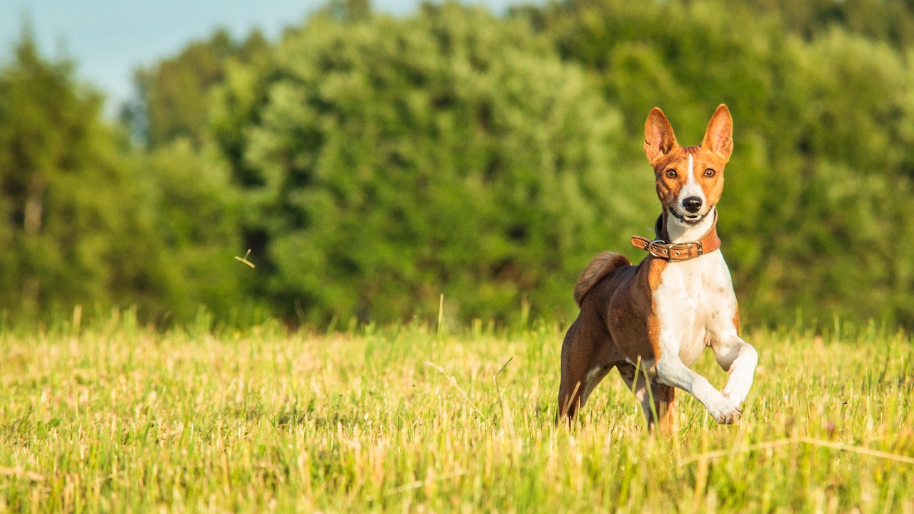 Cachorro em área externa durante brincadeira de verão com água