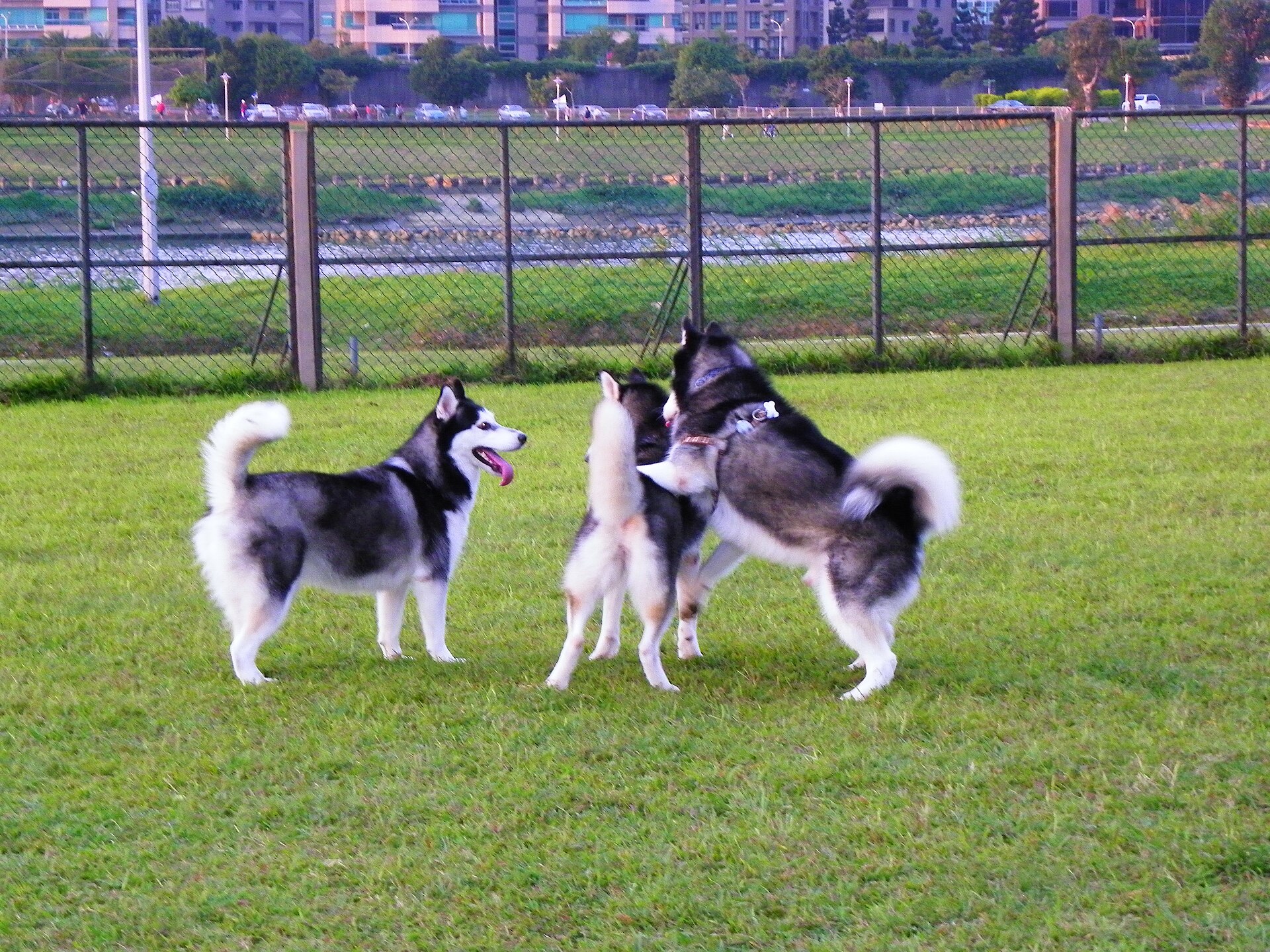 Husky Siberiano em ambiente fresco durante o verão
