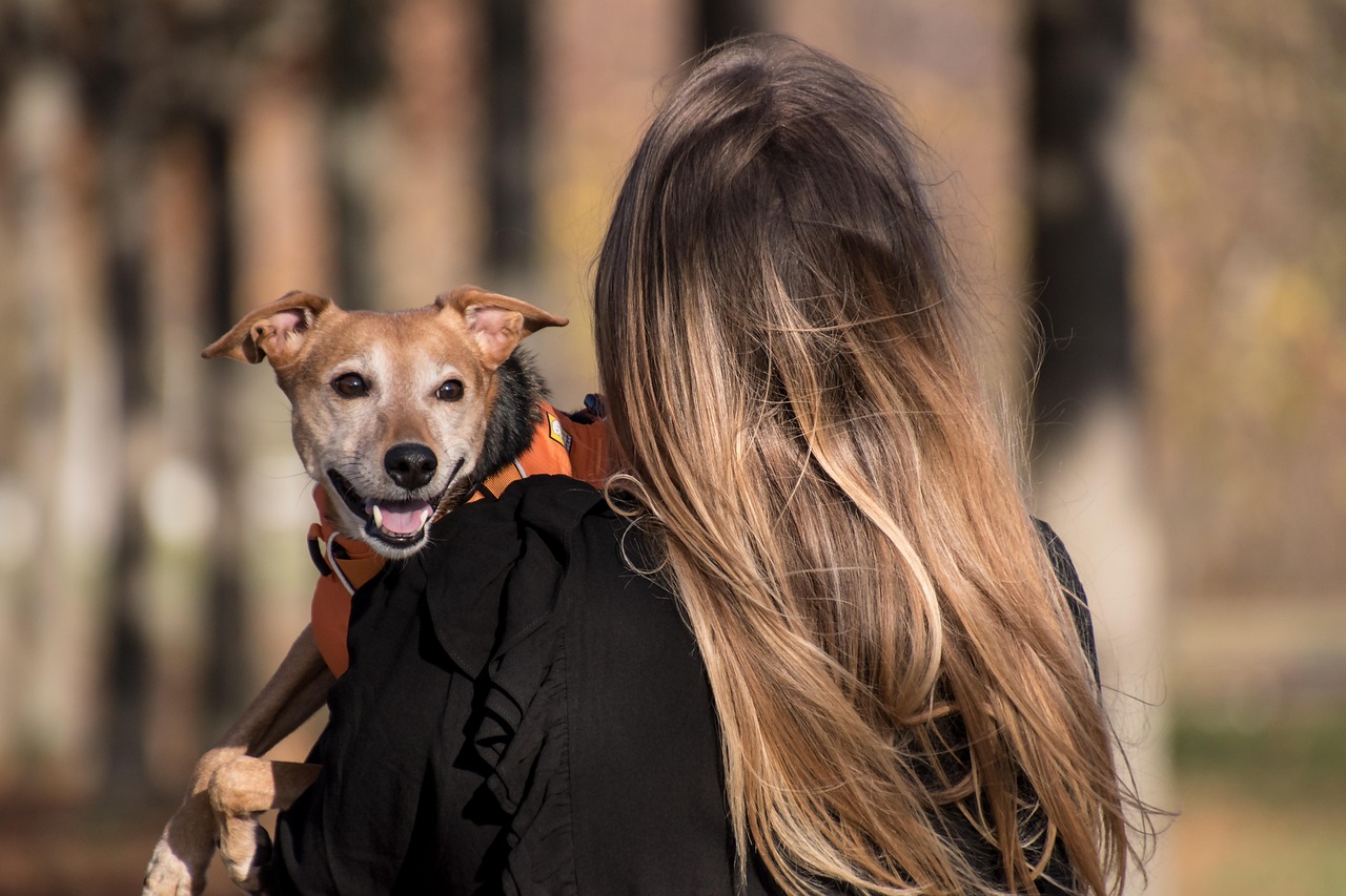 Cachorro pequeno no colo da tutora olhando atento para a câmera