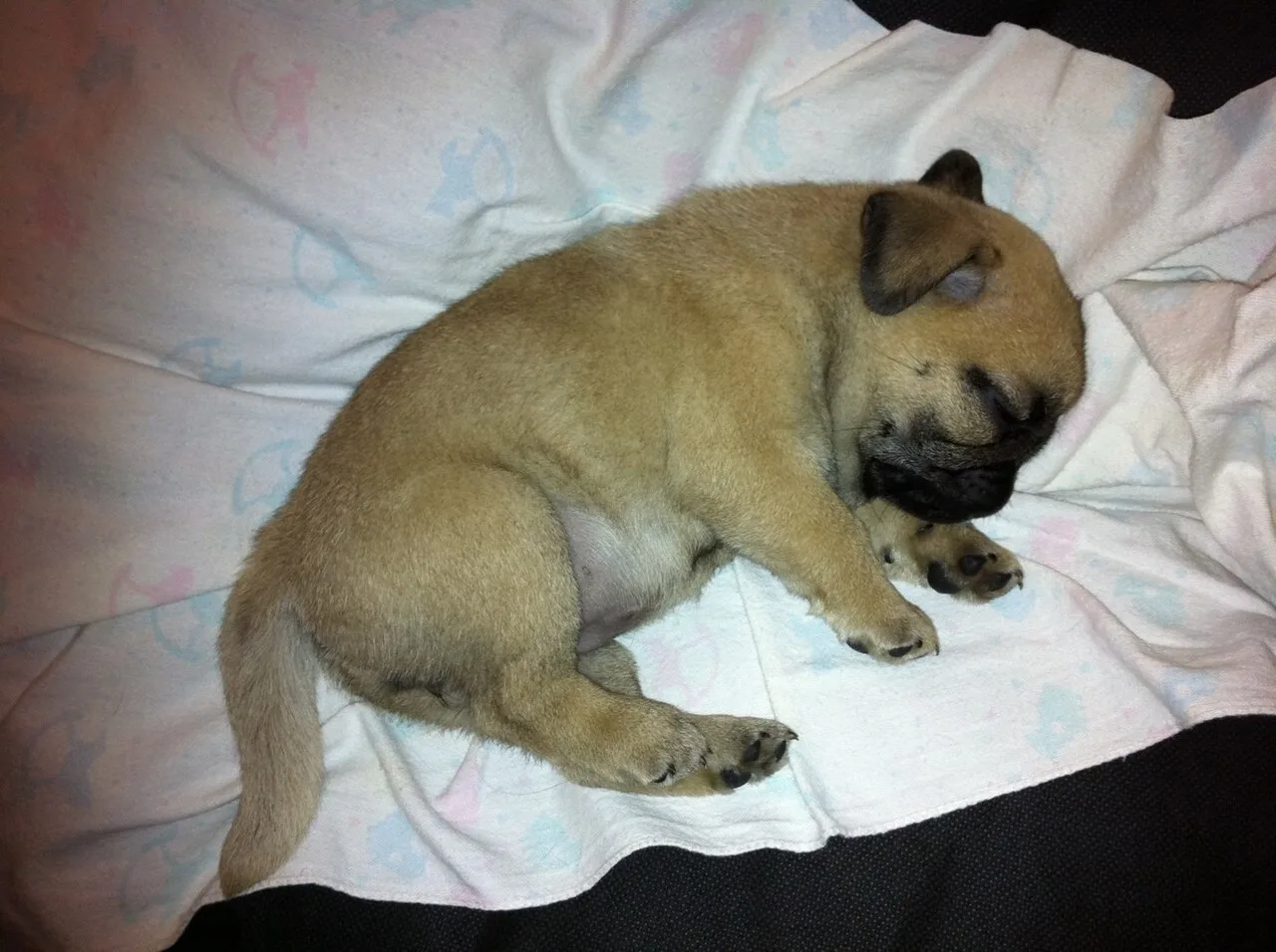 Pug dormindo tranquilamente sobre uma manta
