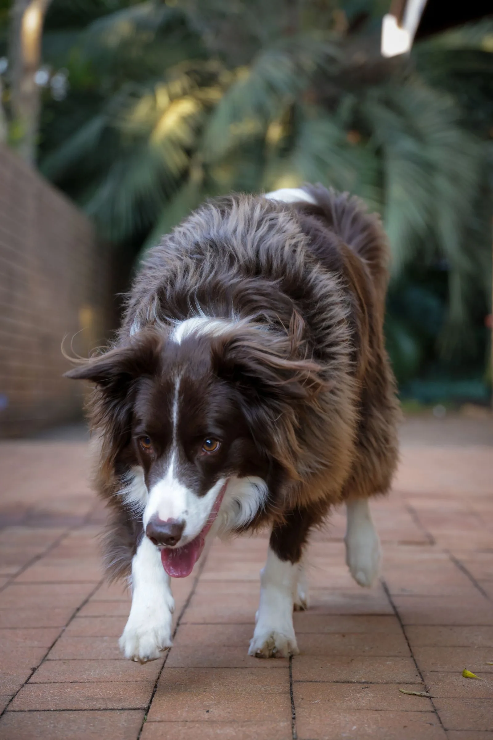 Border Collie em área externa durante passeio com coleira
