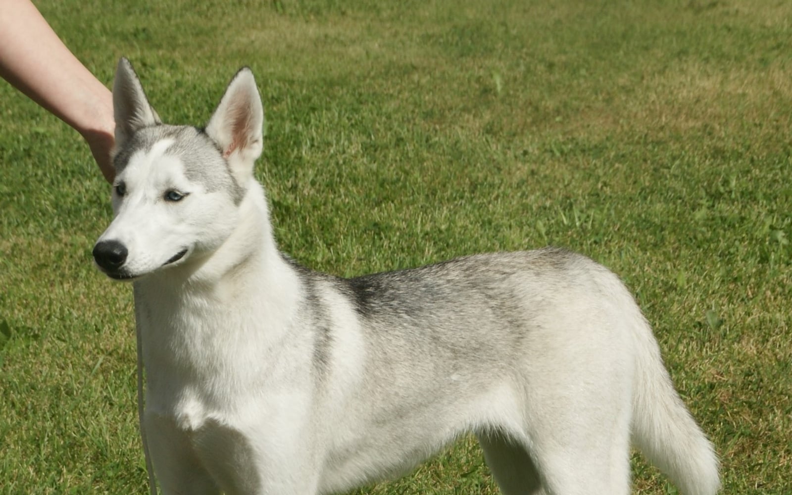 Husky Siberiano adulto em pé em área externa