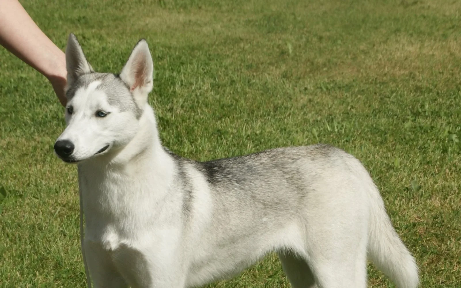 Husky Siberiano adulto em pé em área externa